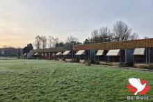 De hokken van Gino Clicque in Wevelgem. De hokken van Gino Clicque in Wevelgem.