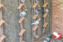 De hokken van Gino Clicque in Wevelgem. De hokken van Gino Clicque in Wevelgem.