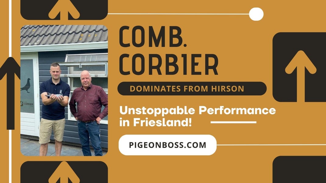 Corbier, Racing Pigeons, Postduiven, Te Koop, For Sale