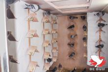 Binnenzicht bij de oude duiven op rust. Binnenzicht bij de oude duiven op rust.