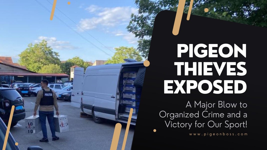 Racing Pigeon Thieves Exposed