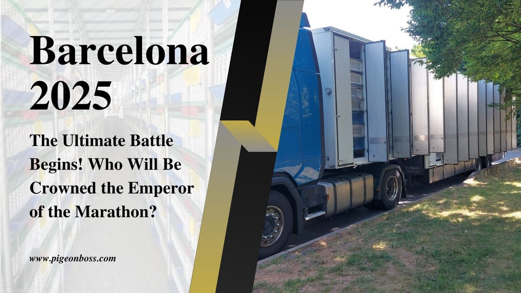 Pigeon Boss, Barcelona 2025 Racing Pigeons