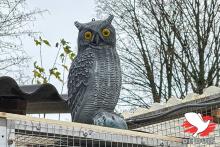 De hokken van Koen De Backer in Hoevenen. De hokken van Koen De Backer in Hoevenen.