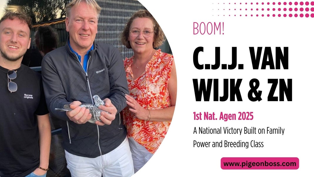 CJJ van Wijk (Erwin) Racing Pigeons For Sale