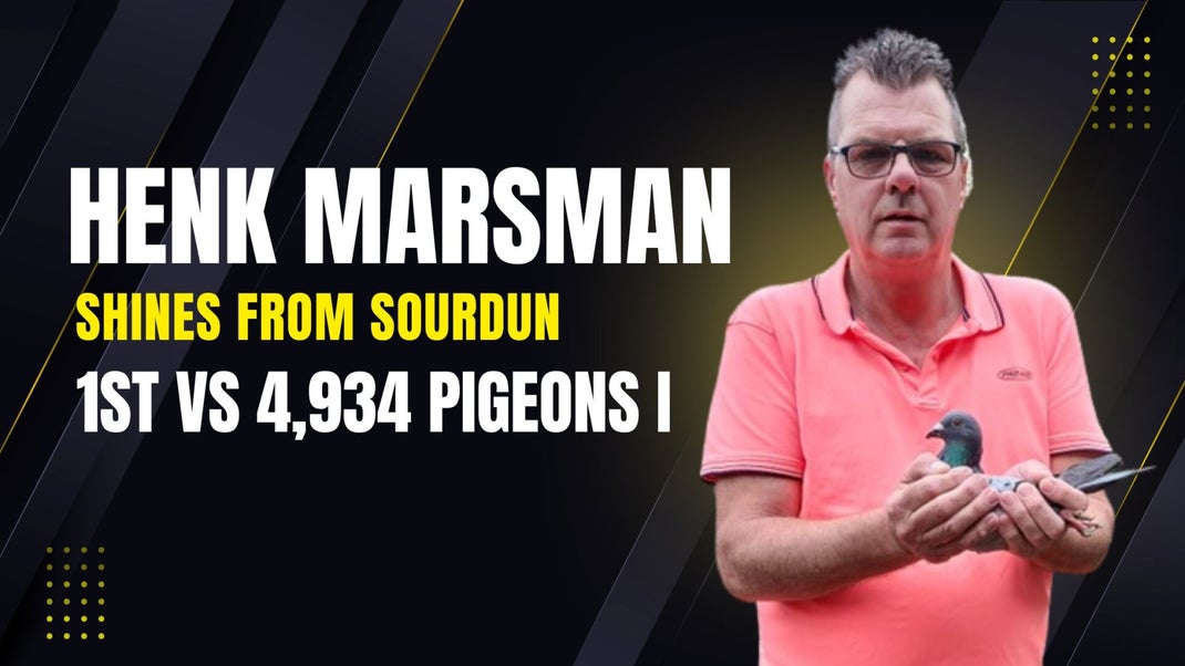 Henk Marsman, Racing Pigeons, Postduiven, Te Koop, For Sale