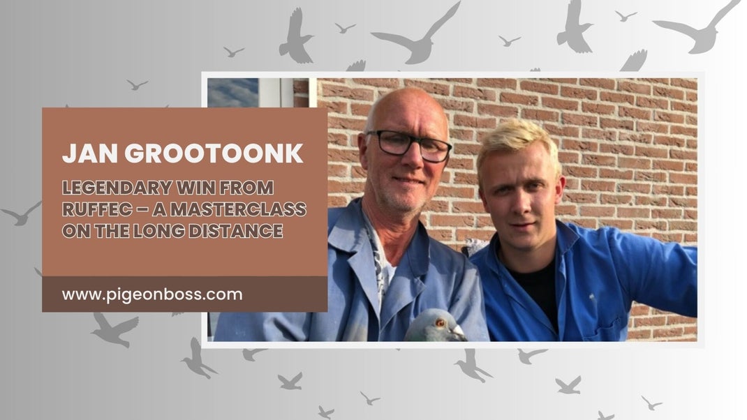 Jan Grootoonk Racing Pigeons For Sale