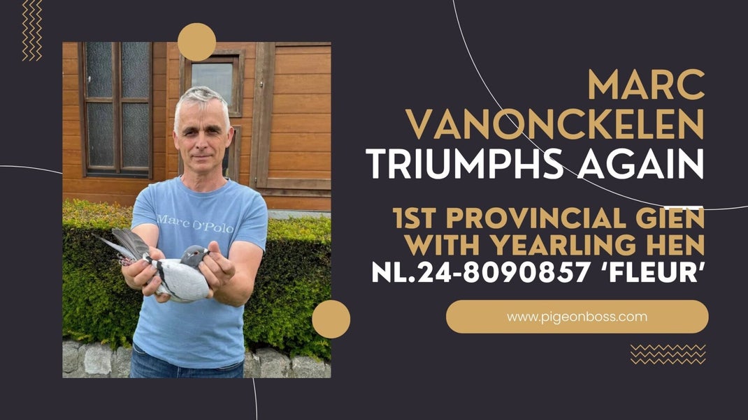 Marc Vanonckelen, K. Post, Racing Pigeons, Postduiven, Te Koop, For Sale