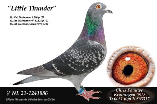 NL.21-1241086 "Little Thunder" Chris Paauwe