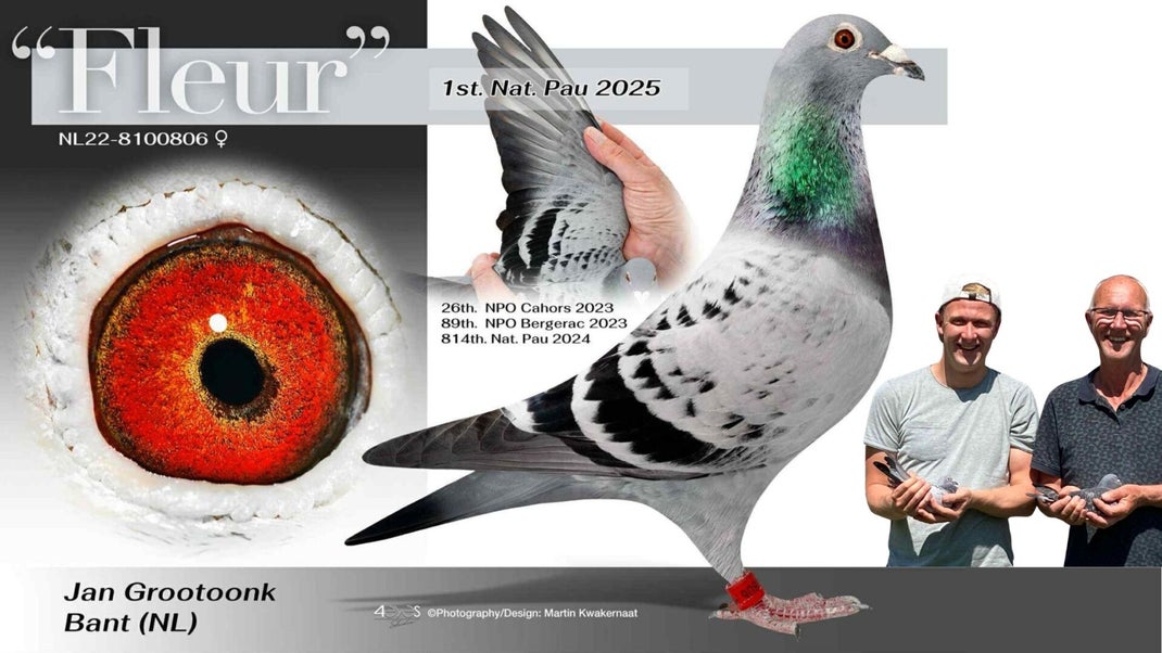 Jan Grootoonk NL.22-8100806 Fleur, Racing Pigeons
