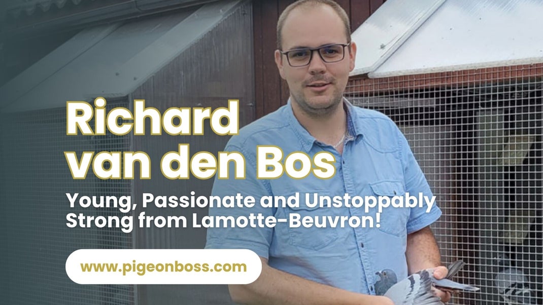 Richard vd Bos, Racing Pigeons For Sale